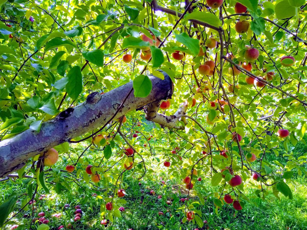 apples on tree